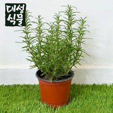 로즈마리 화분 1개입 10cm 식용 허브 대성식물, 1개