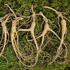 [한국명품산삼] 100% 국산 산양삼 산삼 10~12년근 5 7 10뿌리 국내산 장뇌삼 산양산삼 산지직송 선물용, 15g, 7개