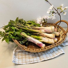 눈꽃 땅두릅 국내산 산지직송 제철봄나물 신선채소, 1개, 1kg