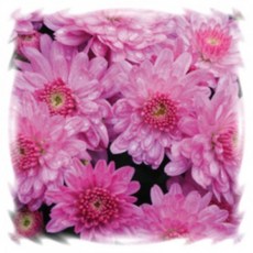 어린모종 국화 가든멈 8cm분, 브란파운틴 핑크, 1개