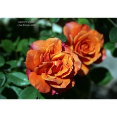 丹佛之夢 圓瓣平開 微香 花瓣橘橙色 絲絨花瓣, 3-4吋盆, 橘橙色
