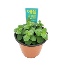 꽃집아가씨 애플민트(소형) 모기퇴치식물 향기좋은식물 미니화분 허브 식용가능, 1개