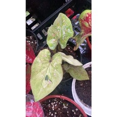 霏霏園藝變葉油畫彩葉芋3吋盆 彩葉觀葉植物 室內盆栽 特價優惠, 1個