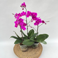 호접란 만천홍 C급상품 3개발송 서양란 난키우기 꽃 디와이팜, 1세트