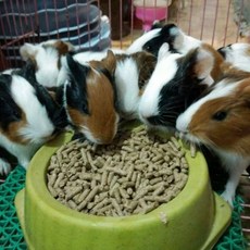 寵物飼料 顆粒飼料 均衡營養 兔子飼料, 500g, 1個