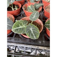 霏霏園藝 黑絲絨觀音特價中 觀賞盆栽 居家綠植 輕鬆種植 提升空氣品質