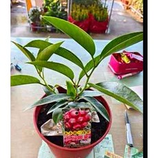 霏霏園藝 All 6寸盆布福娜（黑老虎） 帶花苞 盆栽植物 陽台園藝 庭院盆栽, 1個