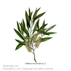 티트리 (Tea Tree F.O)프래그런스오일, 10ml, 1개