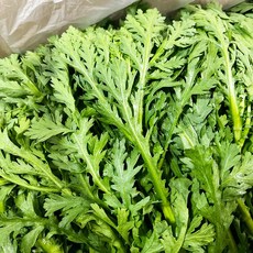 국내산 향이 좋은 생 쑥갓 쑥갓나물, 1개, 1kg