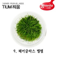 무균수초 미니헤어글라스 벨렘/무균배양/액상배지/