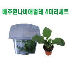 생물농장 배추흰나비애벌레4마리세트