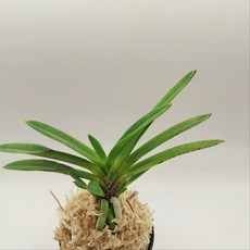 보울두 소엽 풍란 난초 난종류 2치분 숯돌꽃, 1개