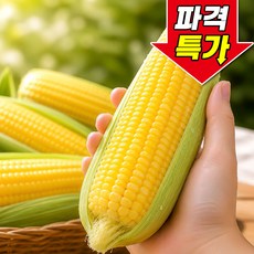 [꿀팜즈] 특품 초당옥수수 산지직송 고당도, 1박스, 5개