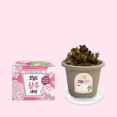 헤이그샵 미니화분 텃밭 새싹 키우기, 상추