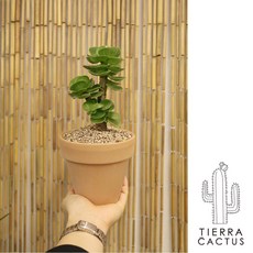 미니 나무같은 푸르른 녹비단 - 토분 2color, 화이트베이지토분(받침포함), 1개