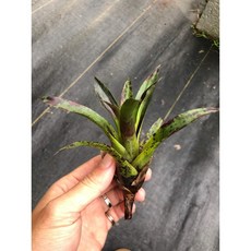 漫活雨林 Vriesea lubbersii 鶯歌積水鳳梨 原生巴西特有種 雨林植物 園藝觀葉