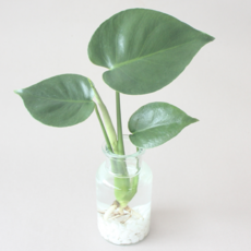 수경 재배 식물 몬스테라 1p 실내 공기정화식물 플랜테리어, 1개, 식물+유리병+흰돌