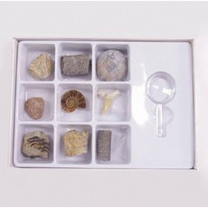 미니박물관용 진짜 화석 9종 관찰 도구 지구 과학 실물 표본 학습 전문 지질학 교육 실험, 1개
