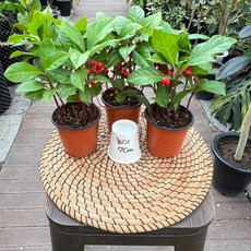 천냥금 3개발송 소품 공기정화식물 빨간색열매 광명IC화훼유통, 1세트