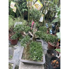 霏霏園藝 雀舌黃楊木盆栽 居家辦公室裝飾盆景, 1個