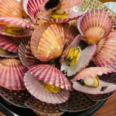 [통영 산지직송] 제철 홍가라비 고압 세척 크기 선별 홍가리비 명품 홍가리비, 1박스, 5kg(125미 내외)