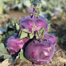 제주 콜라비 특품 고당도 산지직송, 1박스, 5kg