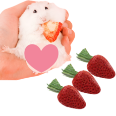 (best) 햄스터 딸기 이갈이 소동물 골든햄스터 토끼 슈가글라이더 기니피그 친칠라, 3개