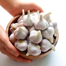 농사친구 의성 육쪽 마늘 반접 50개 통마늘 종자 씨마늘, 2개, 50구 1.5kg내외