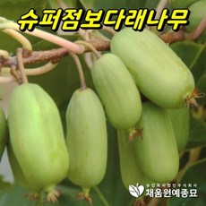 신품종 다래나무 삽목2년생 묘목 포트묘, 1개, 슈퍼점보(3.5치포트)