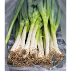 싱싱하고 향좋은 진도산 노지 흙대파 대파 산지직송, 1개, 10kg