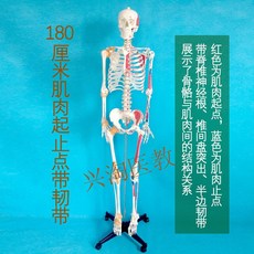전신 뼈 인체 이동식 바퀴 두개골 170cm 미술 교육용 골격 모델, 180cm 근육 시작점 신경 인대