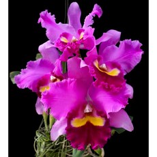 [신라난농원]카틀레야.Rlc.Taichung Beauty.타이충 뷰티.진한핑크색.노랑색.진핑크색립프.꽃대형.향기좋은향.고급종.인기품종.필독뒷사진참고, 1개