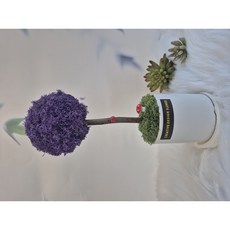 공기정화식물 스칸디아모스 원형 화분 토피어리 개업 집들이 각종 선물 추천 받는 분이 만족도 좋음, 사용안함, 퍼플