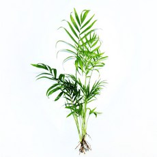 수경재배식물 세척 공기정화 식물 / 아레카야자 싱고니움 페페 몬스테라, 테이블야자 1뿌리, 1세트