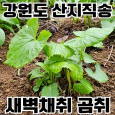 [한정수량] 국산 생 곰취 곰취나물 곰취쌈, 500g, 1개