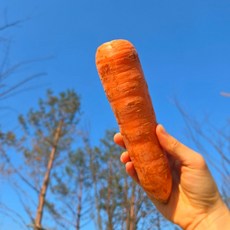 26년 산지직송 제주 구좌 햇 당근, 1박스, 3kg(왕사이즈)