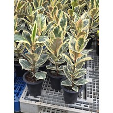 그린식물팜 수채화고무나무 중대품 외목대 반려식물 플랜테리어, 1개