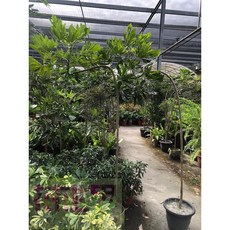 花花世界 常綠喬木 造型孔雀木(彎曲) 1.2尺盆/高2.2米, 擇優出貨