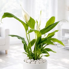 앙플랜트 사계절보는 꽃 스파트필름 생화 실내공기정화식물 소형, 1개