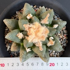 【G.L.魔仙園多肉植物】龜甲牡丹交種(實生), 1個