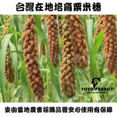 【悠悠寵物】台灣在地天然小米穗，太平洋鸚鵡、凱克鸚鵡適用，鳥飼料/鸚鵡零食, 1個