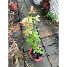 bloomsury 切花 大花 多花 四季開花, 四吋盆