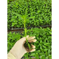 베트남 고추 묘종/ cay ot /태국 고추 묘종/ 아시아 농장 송소희, 1개