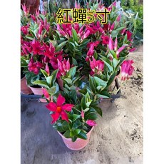 紅嬋5吋盆栽特價：一棵180元，美觀易照料，為居家空間增添綠意, 1個
