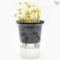 마이픽픽 한컵 콩나물 콩나물기르기