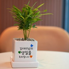 내맘대로 전하는 축하메세지 미니화분 개업 생일 승진 결혼 축하화분, 1개, 화이트