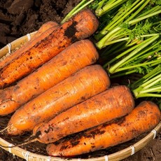 [재구매율1위] 최상급선별 국내산 제주당근 흙당근, 1박스, 햇당근 3kg(중)