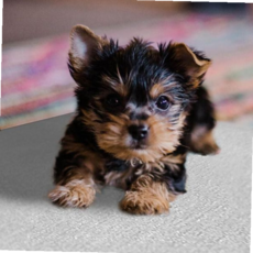 애완동물 쿨 강아지매트 알루미늄 시원한 패드 L 59000EA 1EA, 본상품