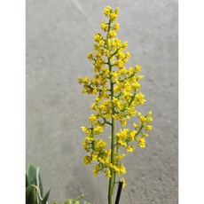 南美進口文心蘭/特會開的個體/蝴蝶蘭環境/2.5吋盆栽, 1個