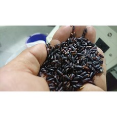 綺香園黑糙米 黑米 黑糙米 非糯米 紫米 無農藥 無化肥, 1個